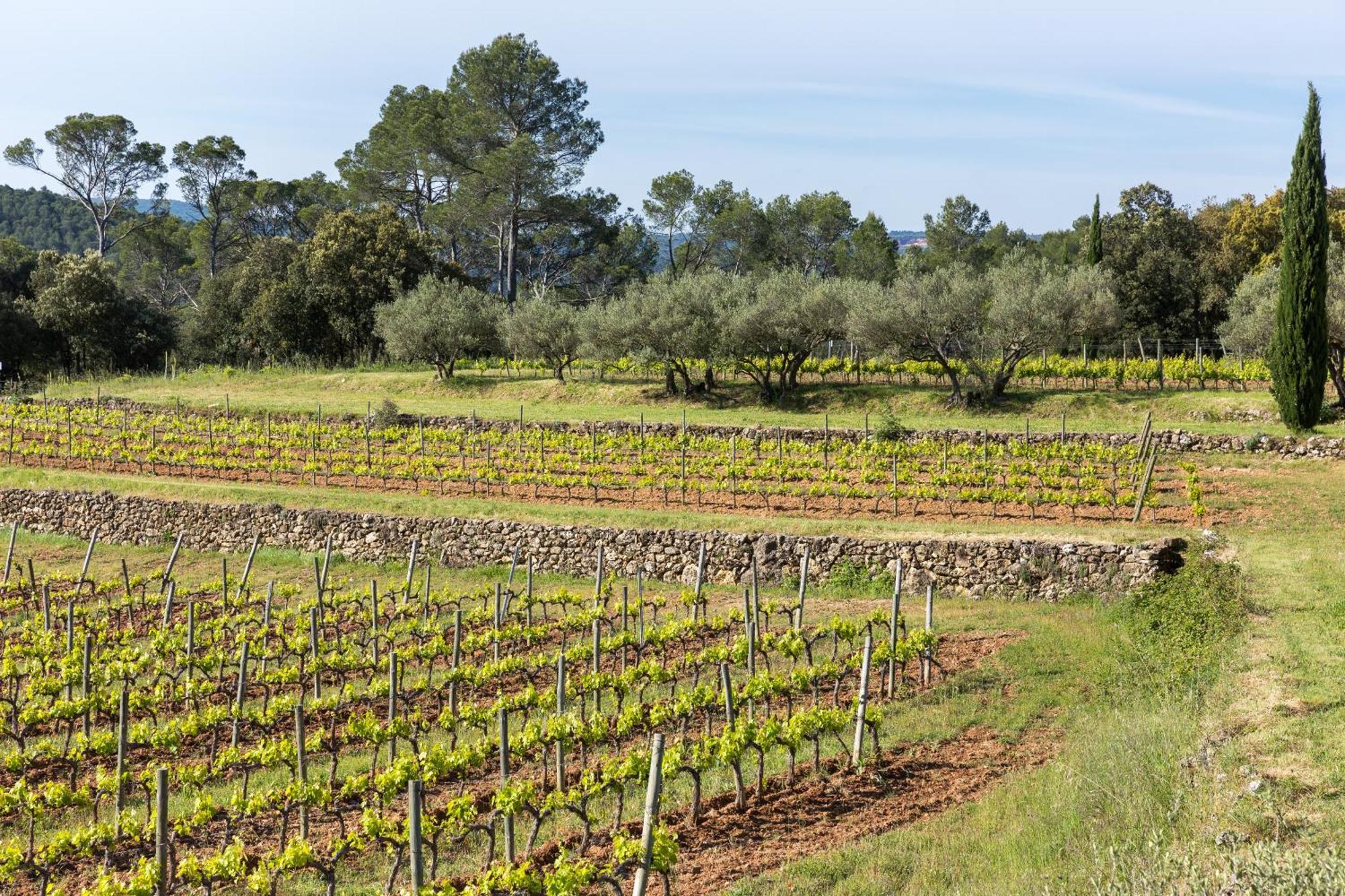 Saint-Antonin-du-Var Domaine Du Clos D'Alari-Chambres D'Hotes Au Milieu Des Vignes المظهر الخارجي الصورة
